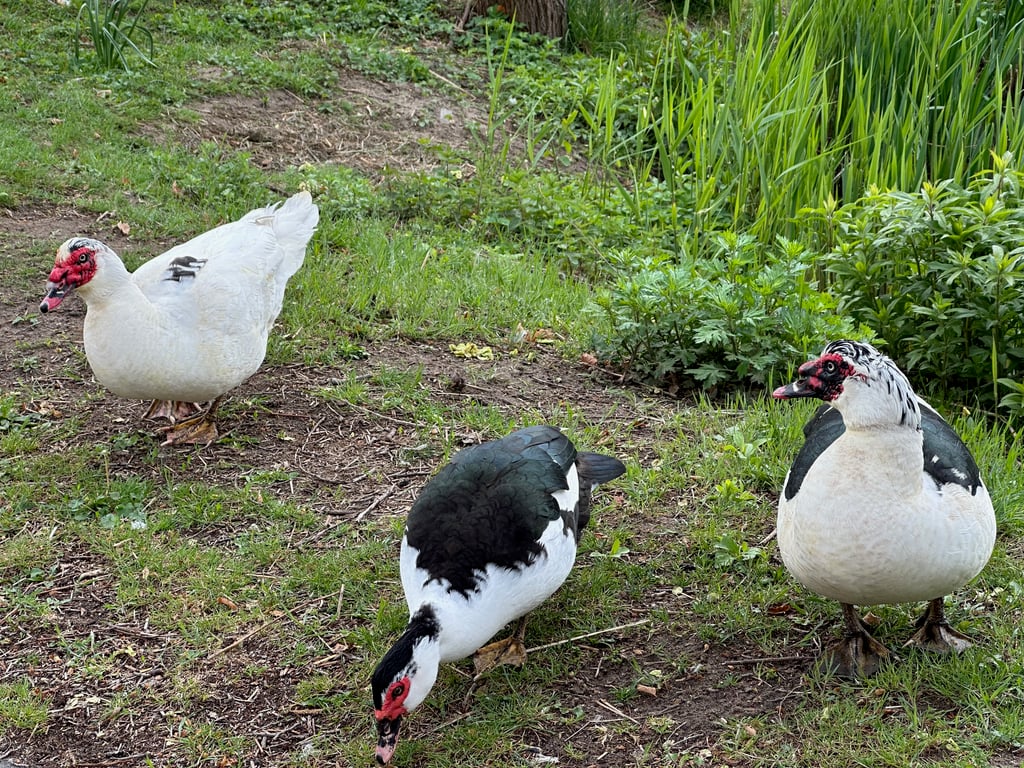Muscovy Ducks Grazing in a Green Garden