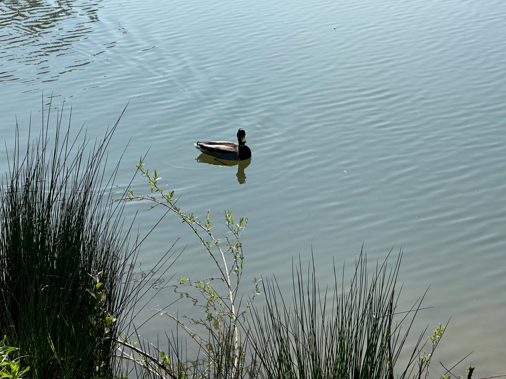 Mallard Duck Floating Peacefully on a Pond