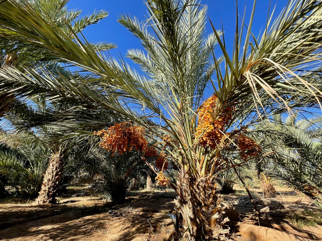 Lush Date Palm Tree with Clusters of Ripe Dates