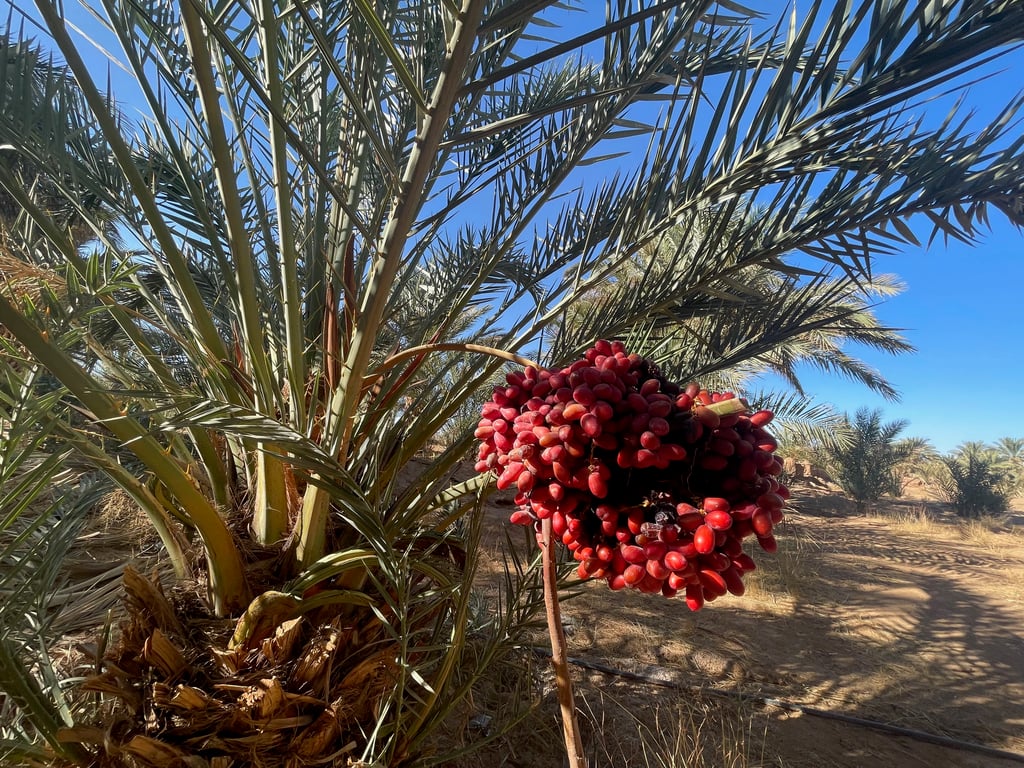 Date Palm Tree Bearing a Cluster of Ripening Red Dates