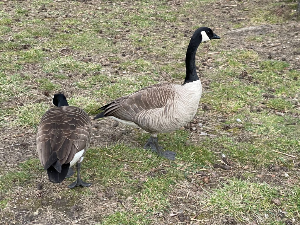 Canada Geese on Grass