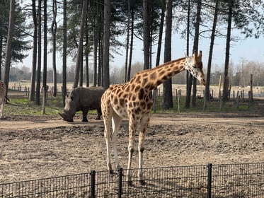 Giraffe and Rhinoceros in Forest Habitat