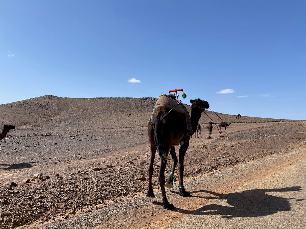 Caravan of Camels in a Rocky Desert Under a Clear Blue Sky