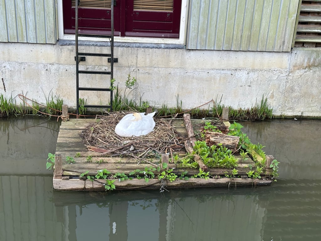 Swan Nesting on a Floating Raft in an Urban Canal