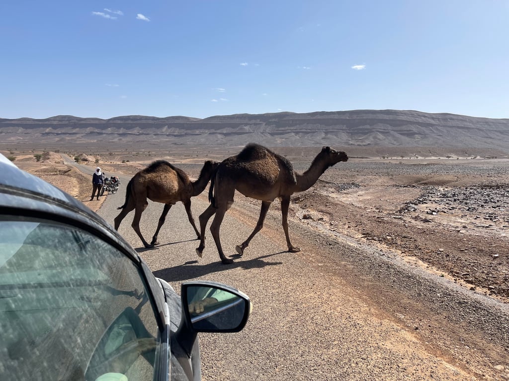 Camels Crossing a Desert Road in the Moroccan Landscape