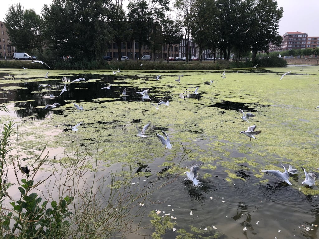 Gulls Over Algae-Covered Canal