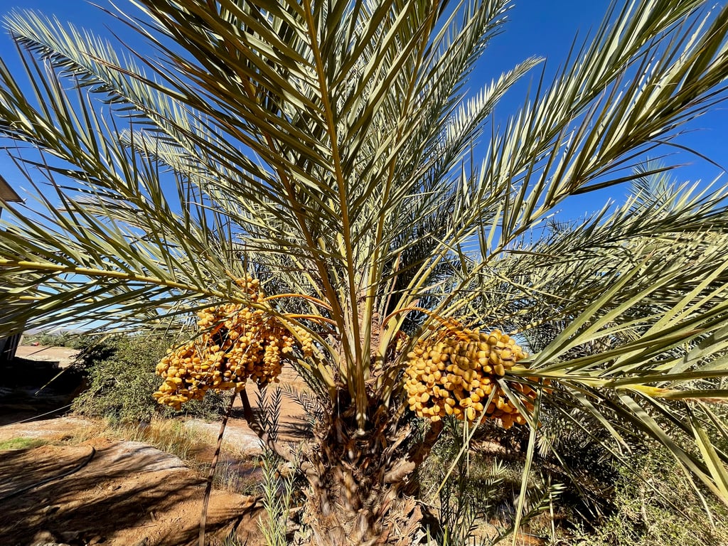Early Season Date Palm Tree Laden with Young Dates