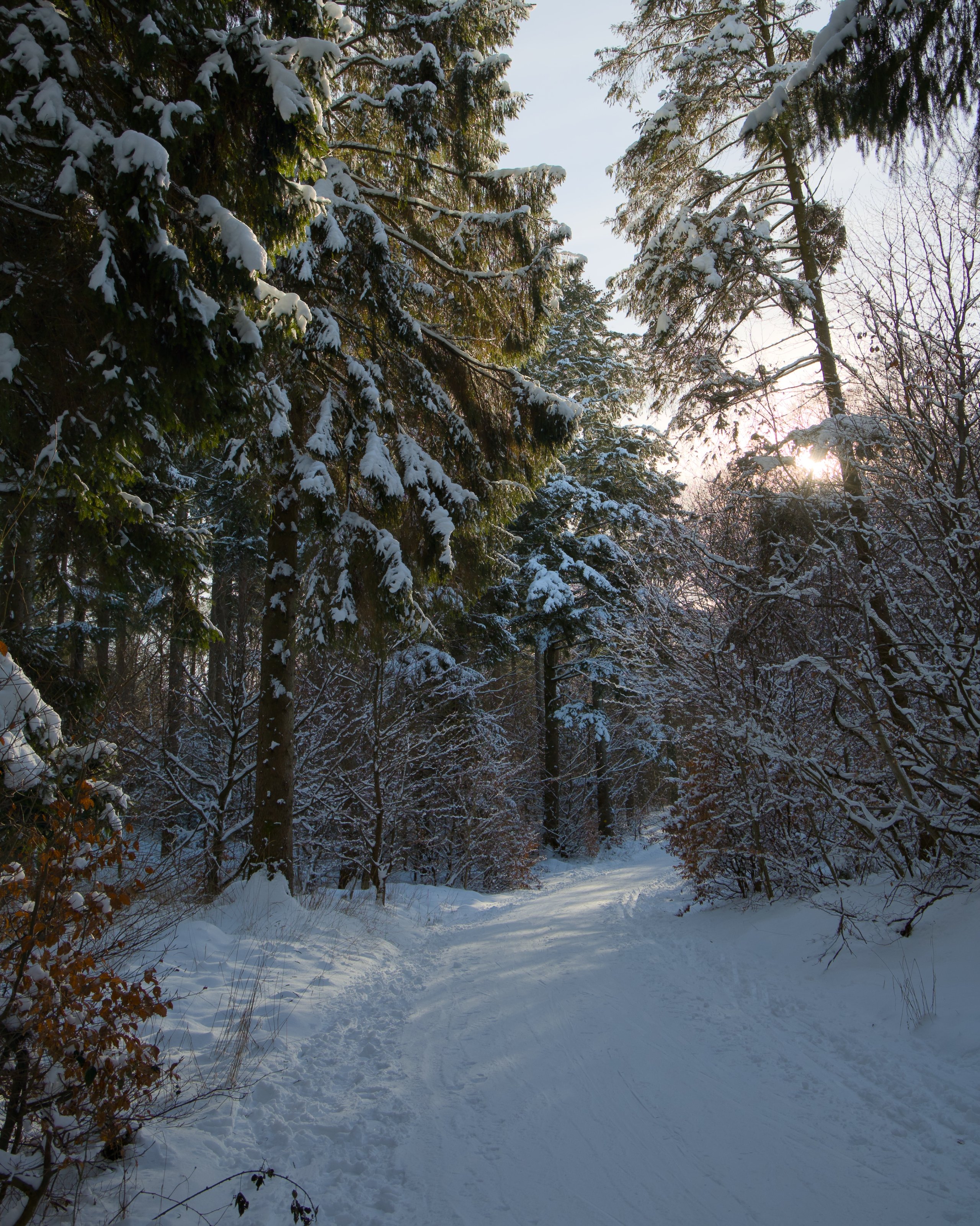Vinterskov