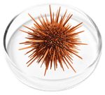 Vitamin D3 Cholecalciferol