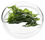 Zinc-L-Carnosine Complex