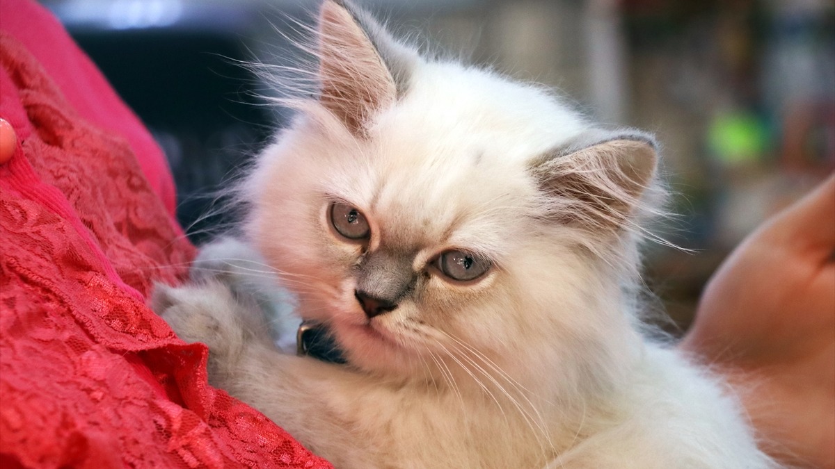 Dükkandan çalınan kedi. Fotoğraf: AA