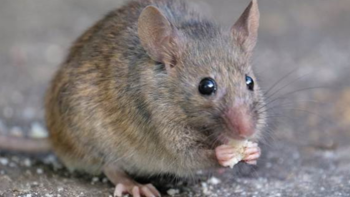 Fransa'da belediye 'farelerle birlikte yaşamı’ incelemek için komite kuruyor