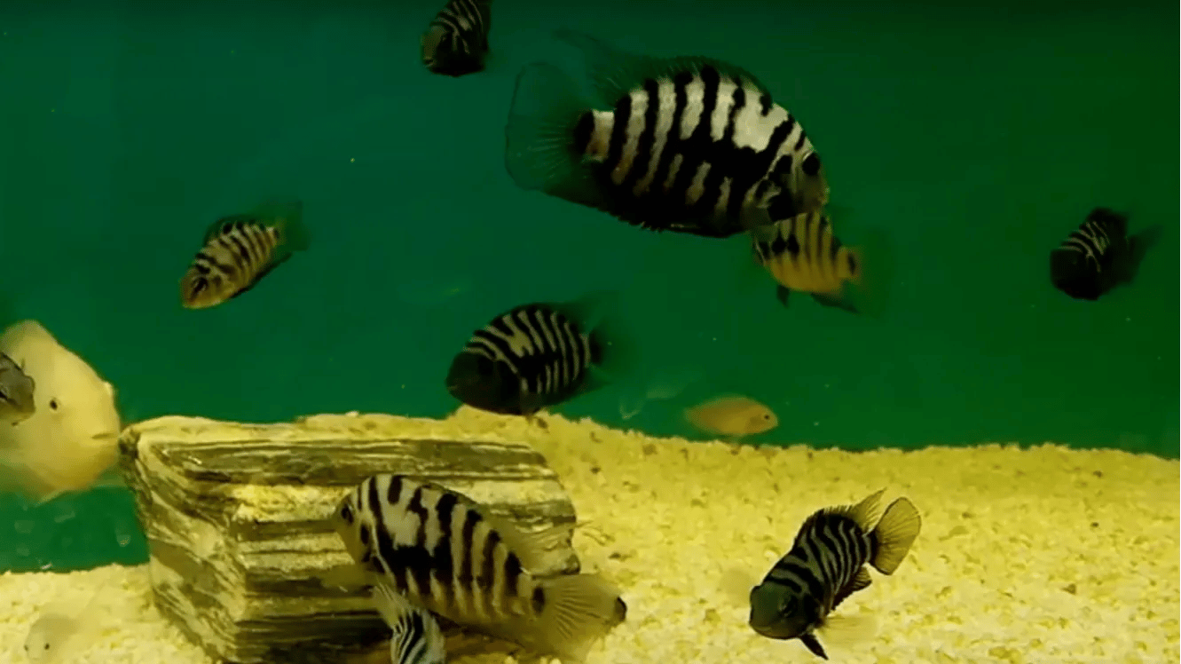 Zebra balıkları.