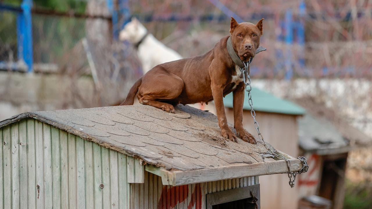İspanya'da 96 Yaşlı Kadın Köpek Saldırısında Öldürüldü
