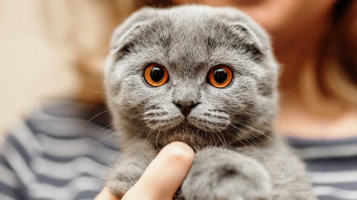 Hollanda, Scottish Fold ve Tüysüz Sphynx kedilerini beslemeyi yasakladı
