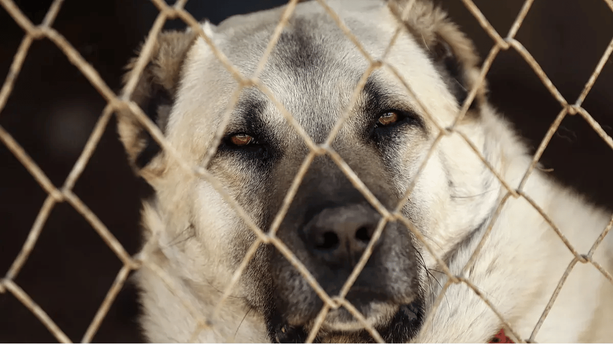 AK Parti'nin sokak köpekleri kanun teklifi belli oldu!