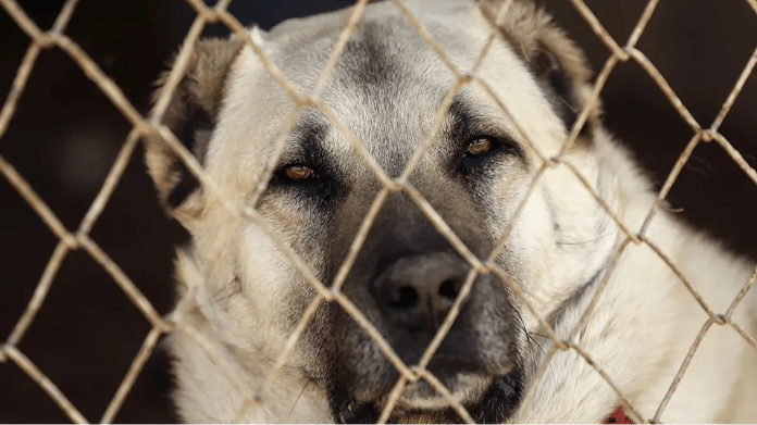 AK Parti başıboş sokak köpekleri kanun teklifi belli oluyor! Sokak köpekleri uyutulacak mı, öldürülecek mi?