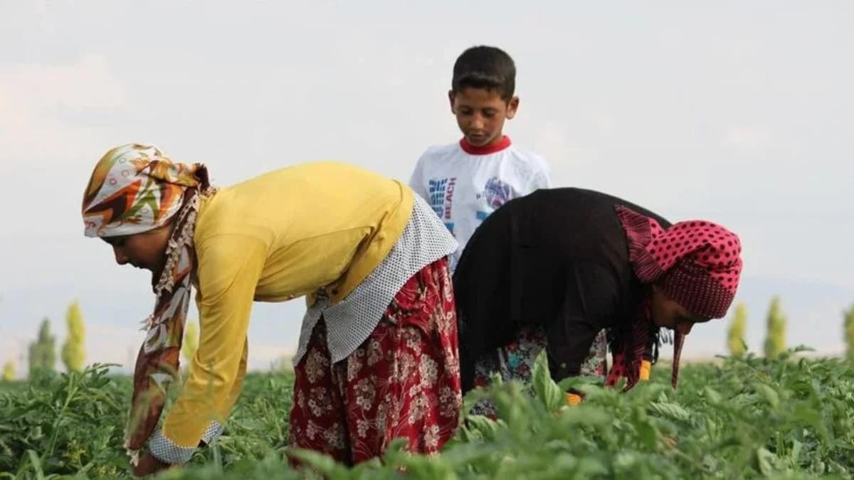 Mevsimlik tarım işçilerinin koşulları iyileştirilecek