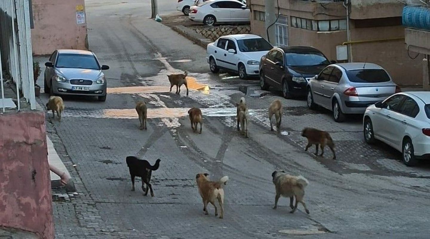 Mahkeme, İzmir'deki başıboş köpek saldırısında Valilik ve belediyelerin sorumlu olduğuna karar verdi