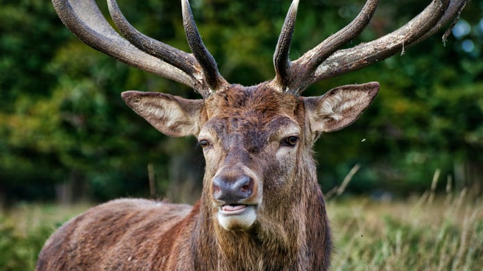 Türk mitolojisinde geyik: Doğa ile insan arasındaki kutsal bağ