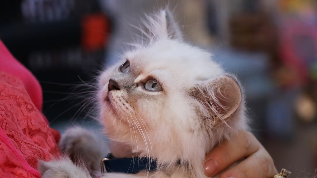 İzmir'de çalınan kedi, sosyal medya sayesinde sahibine ulaştı
