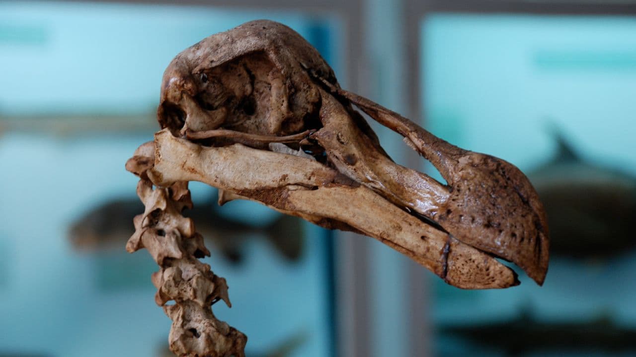 Bilim insanları, 17. yüzyılda soyu tükenen bir kuşu diriltmeye çalışıyor