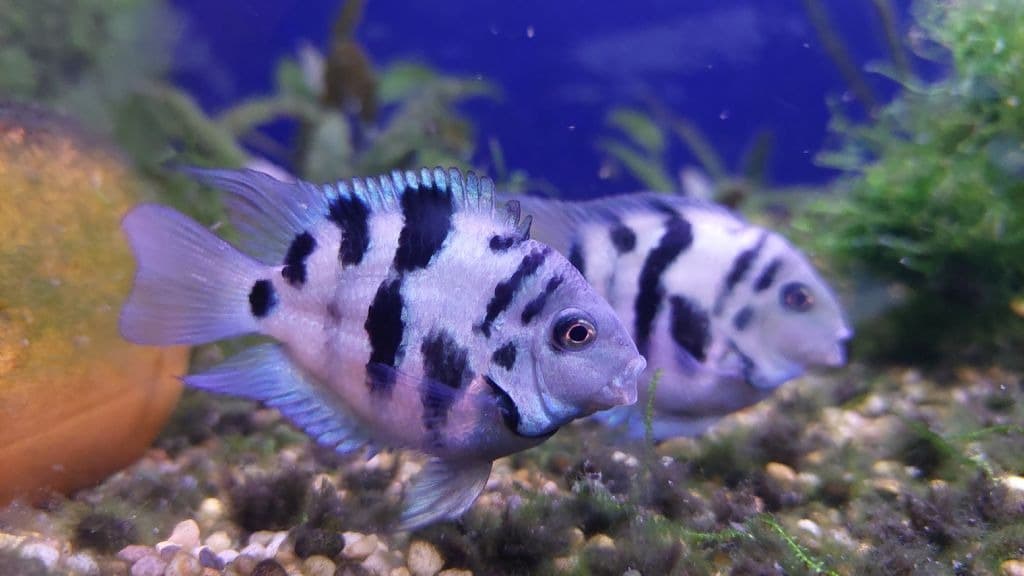 Zebra balığı, hasarlı kalpleri onarabiliyor!