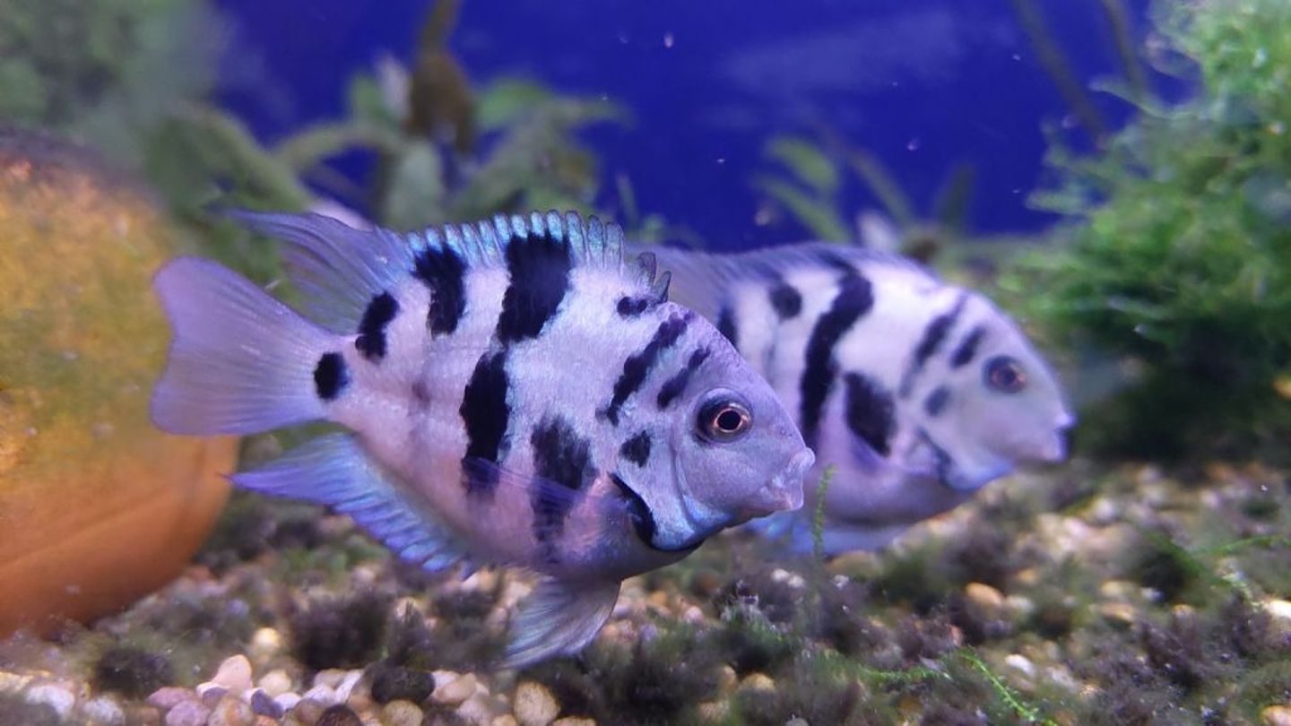 Hollandalı bilim insanları zebra balığının hasarlı kalpleri onarabileceğini keşfetti
