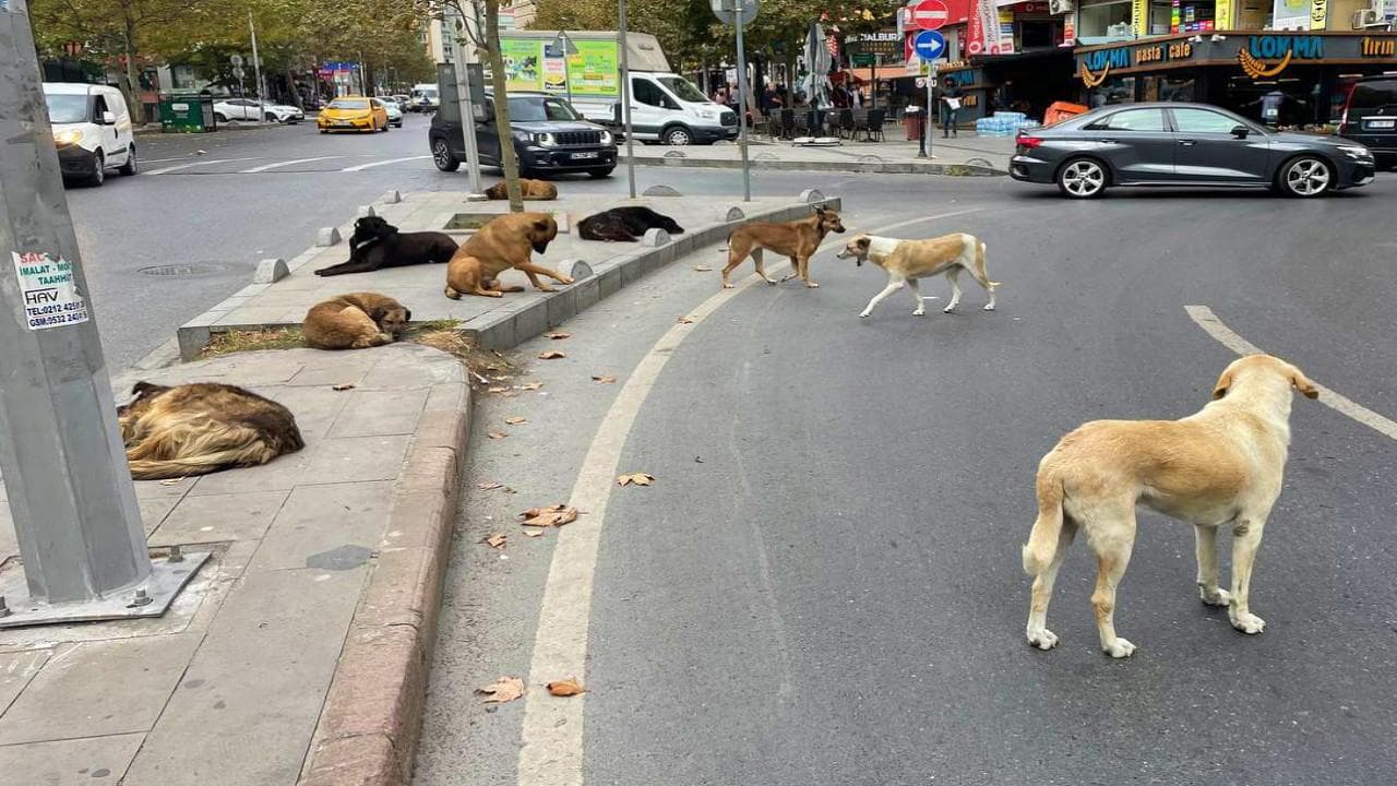 Başıboş köpekler ‘beyaz kanser’ tehlikesi yayıyor