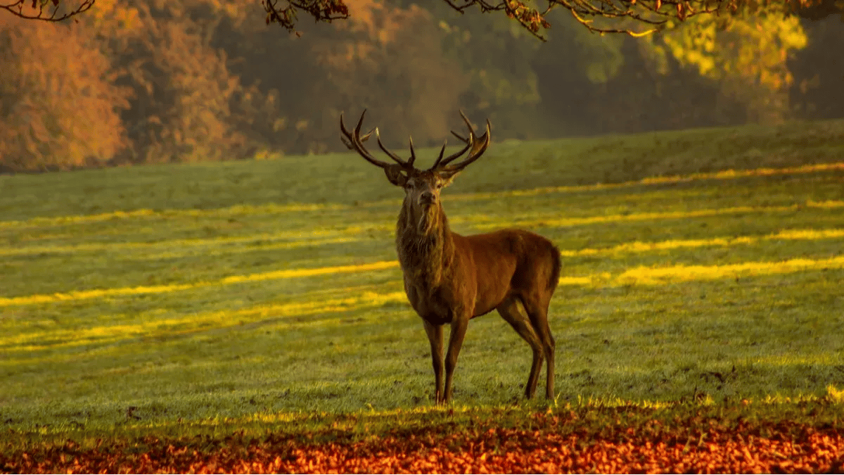 Türk mitolojisinde geyik