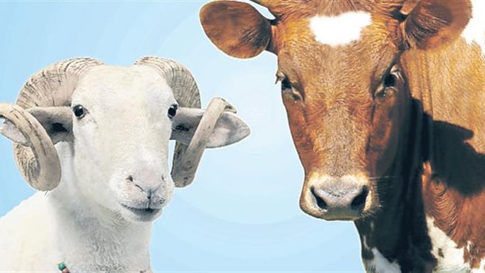 Türkiye'de büyükbaş ve küçükbaş hayvan sayısında azalma oldu