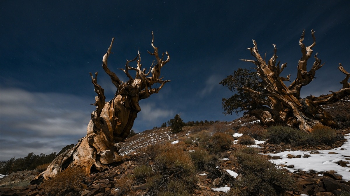 Methuselah ağacı. Fotoğraf: AA / Tayfun Coşkun