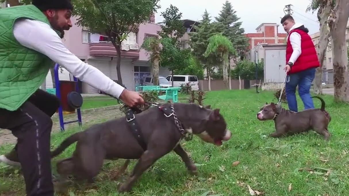 İngiltere’de tehlikeli köpek ırklarının yasaklanması gündemde