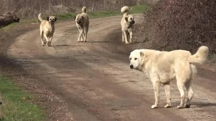 İspanya'da sahipsiz köpekler sorununa çözüm bulundu