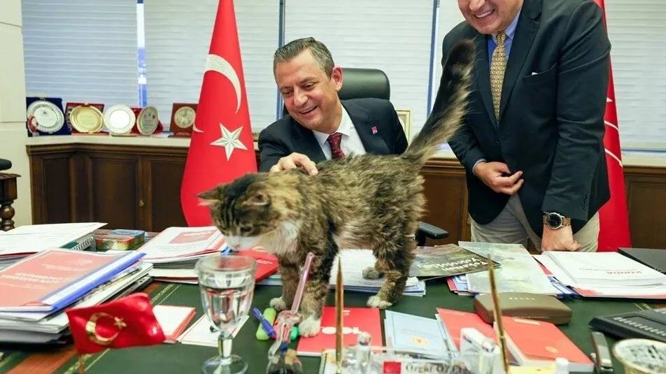 Şero kedi