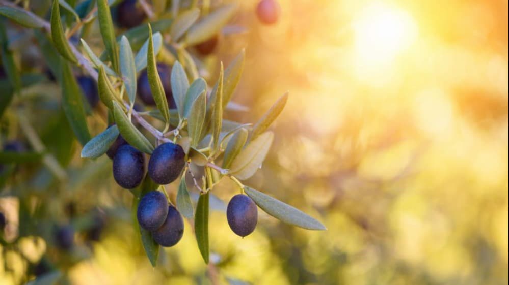 Zeytin ihracatında tarihi rekor