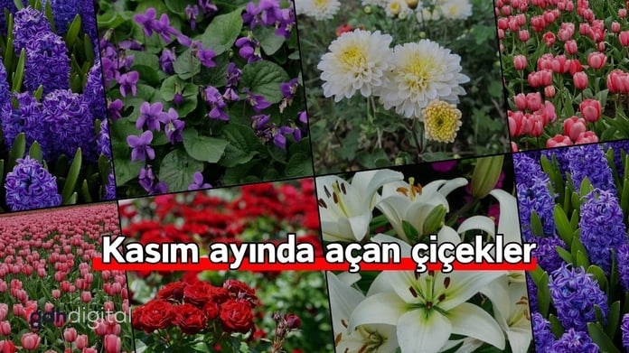 Kasım ayında açan çiçekler | Sonbaharın renkli dokunuşları sizi bekliyor