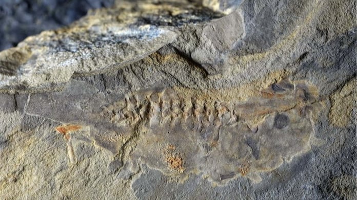 Dünya’nın bilinen en eski iribaş fosili 161 milyon yıllık