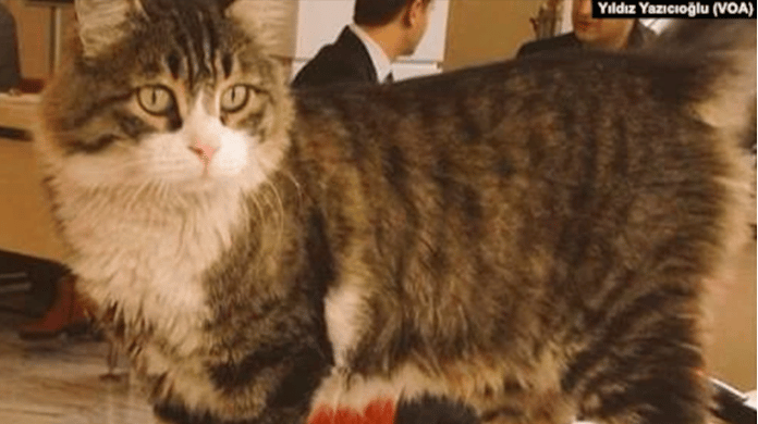 CHP’nin kedisi “Şero” hayatını kaybetti