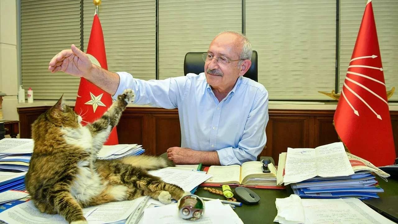 Şero kedi