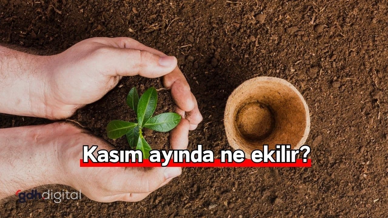 Bahçenizi kışa hazırlayın! Kasım ayında ne ekilir?