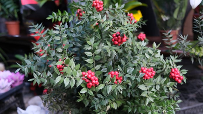 Yılbaşının simge çiçeği Kokinalar çıkmaya başladı