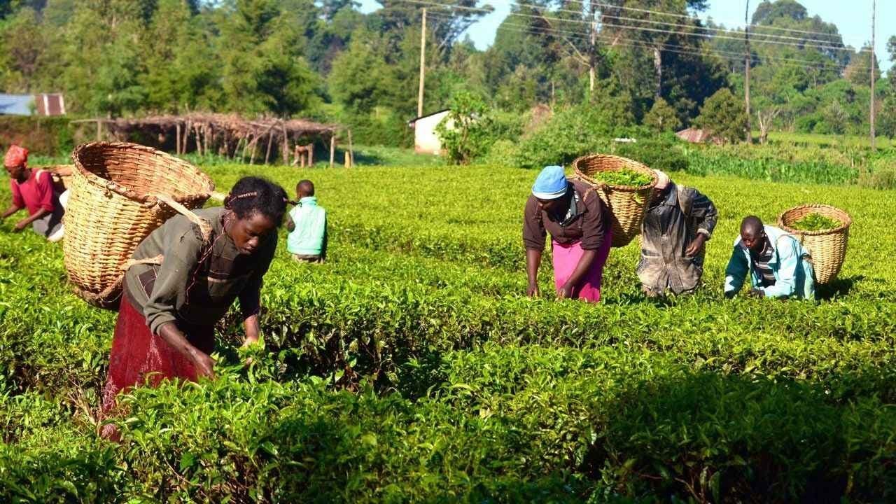 Türkiye'nin Sudan'daki tarım projesi sona erdi: Tasfiye!