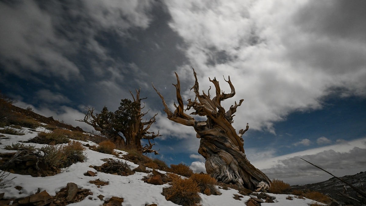 Methuselah ağacı. Fotoğraf: AA / Tayfun Coşkun
