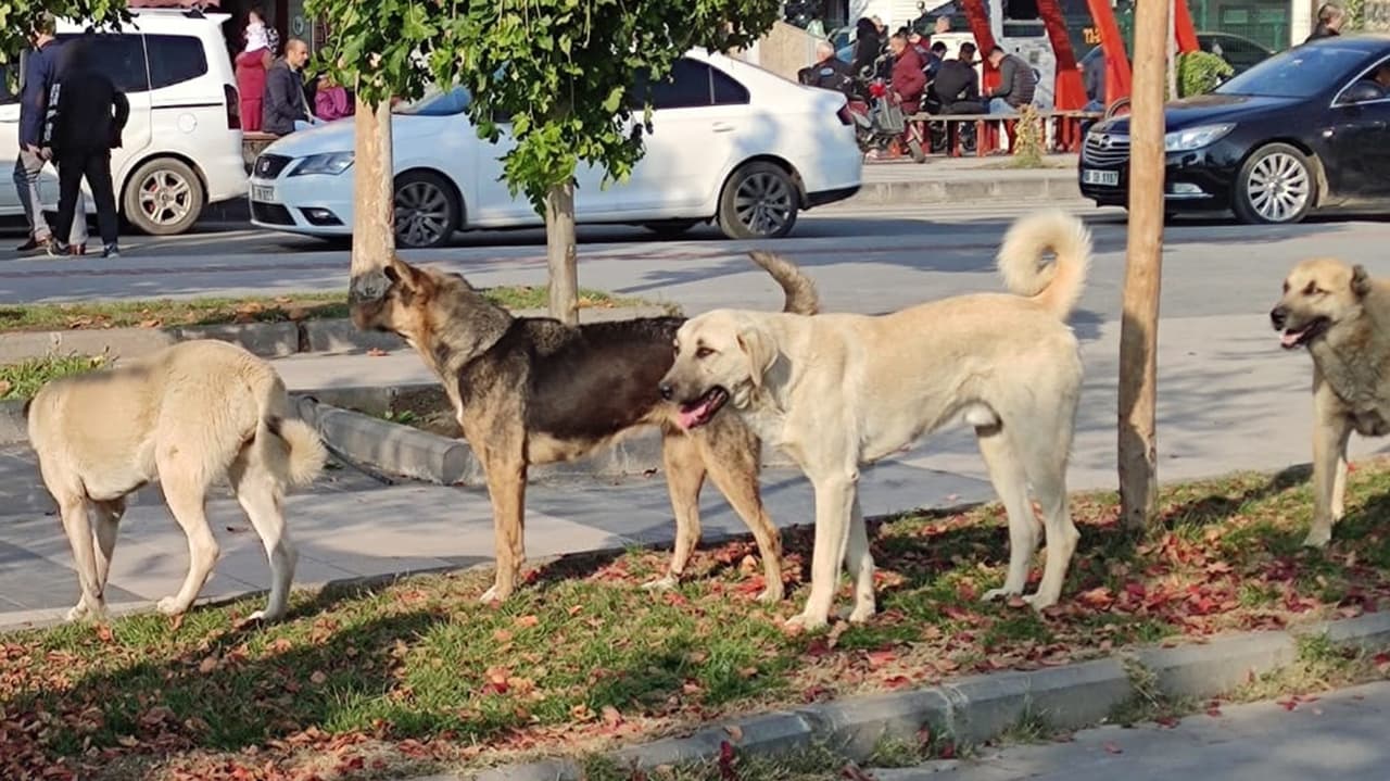 1930'larda Türkiye'de sahipsiz sokak köpekleri için radikal çözüm