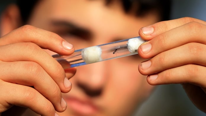 Yanlışlıkla karınca yersek bir şey olur mu?