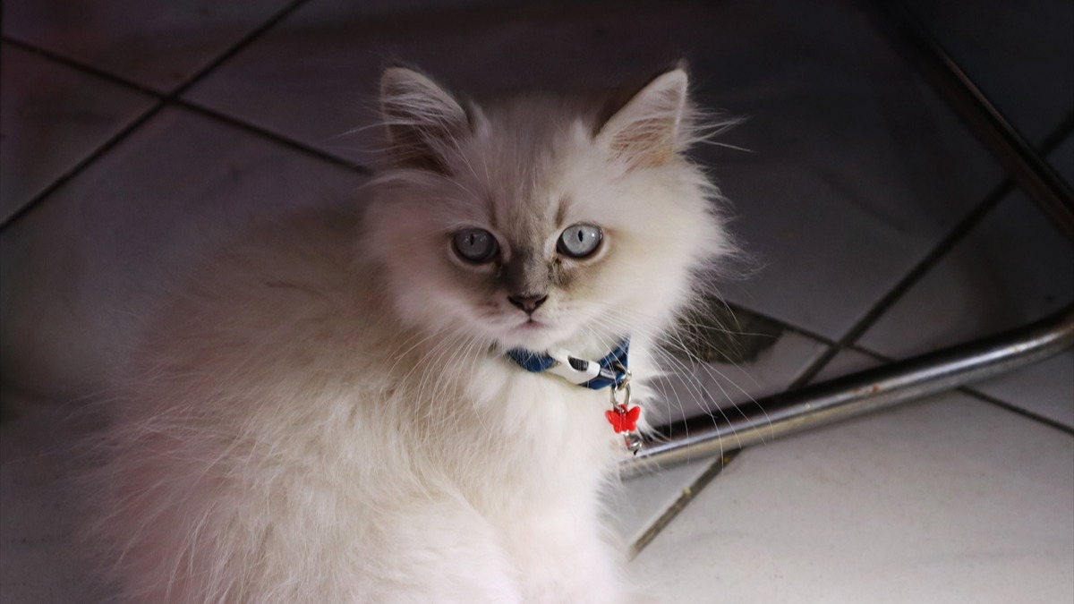 Dükkandan çalınan kedi. Fotoğraf: AA
