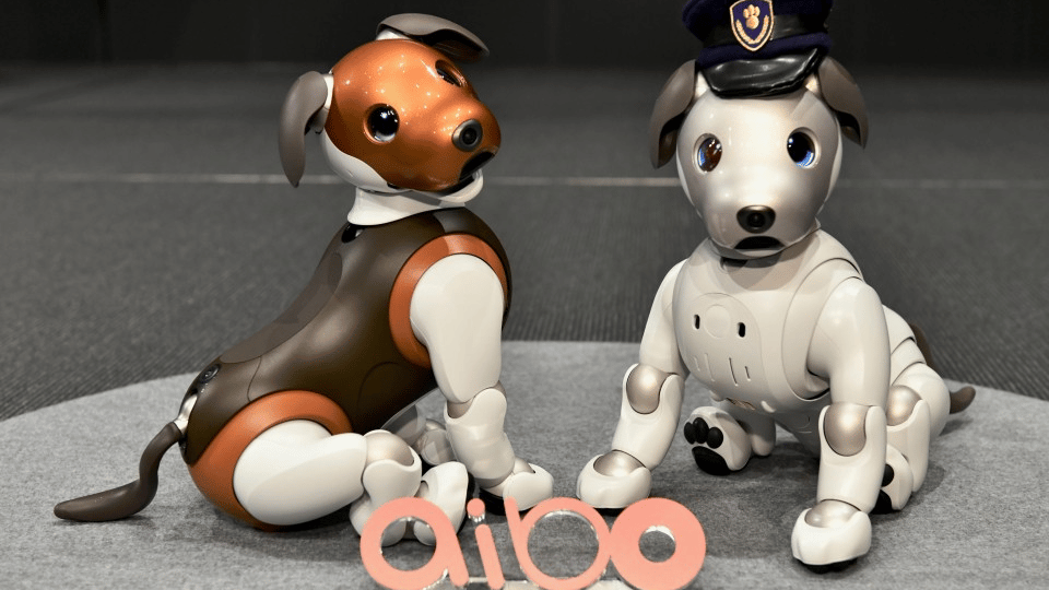 “Aibo Koruyucu Aile” programı!