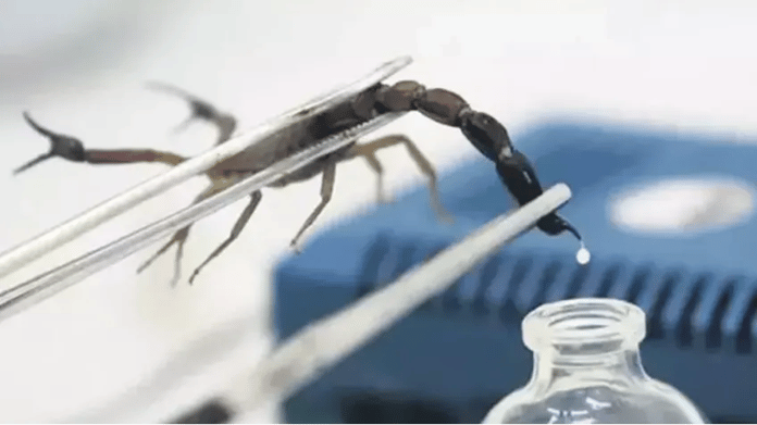 Türkiye, Avrupa'ya 'akrep serumu' ihraç edecek