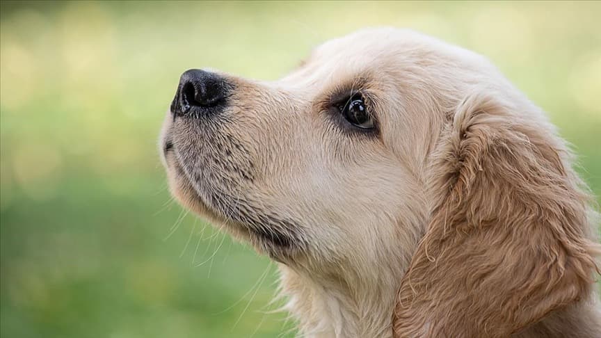 Almanya'da Köpek Vergisiyle Rekor Gelir